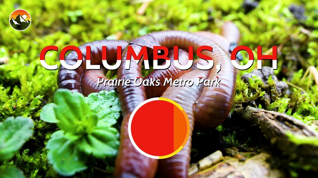 I'VE GOT WORMS! How to Build a Worm Farm!