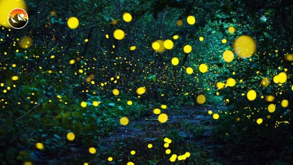 GLOW BUGS! - How to Build a Lightning Bug Lantern!