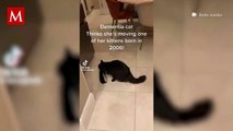 Una gatita se volvió viral en redes sociales debido a su demencia