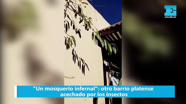 Un mosquerío infernal : otro barrio platense acechado por los insectos