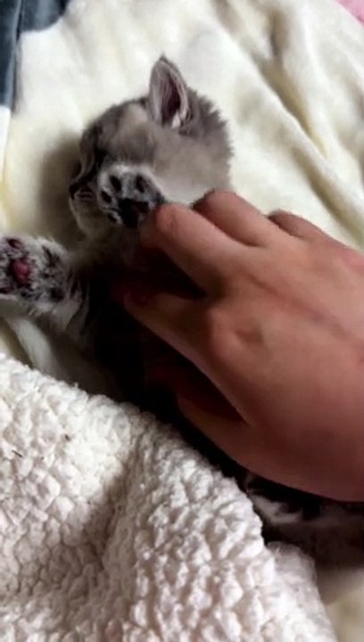 Cute cat is playing