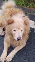 Cães são atropelados na BR 470, carro tomba na Contorno Sul e mais