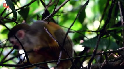 FEROCIOUSLY ADORABLE Kinkajou!