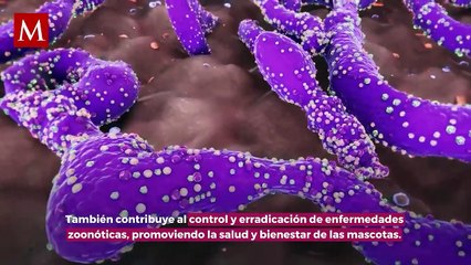 Trámite de CURP para mascotas: ¿Por qué es importante y cómo obtenerla?