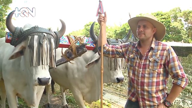 Carreta y bueyes siguen siendo los mejores aliados para familia de agricultores qn-Carreta y bueyes siguen siendo los mejores aliados para familia de agricultores-310523