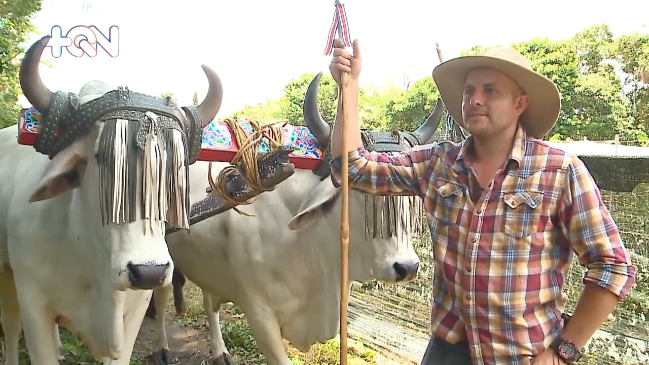 Carreta y bueyes siguen siendo los mejores aliados para familia de agricultores qn-Carreta y bueyes siguen siendo los mejores aliados para familia de agricultores-310523