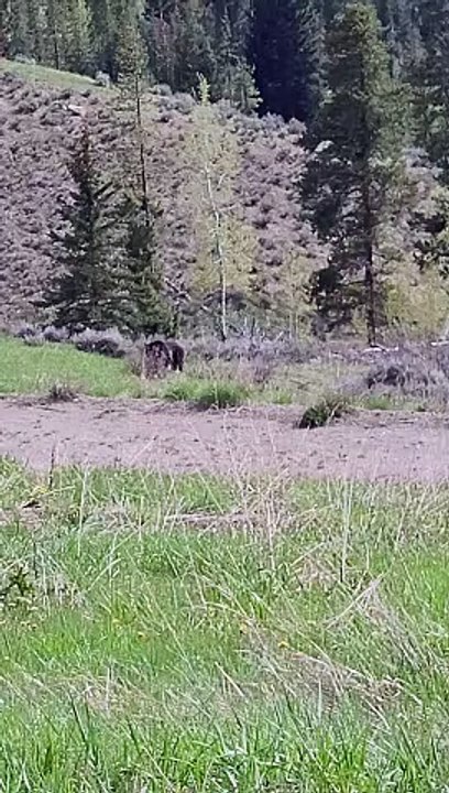 Grizzly Bear Charges at Car