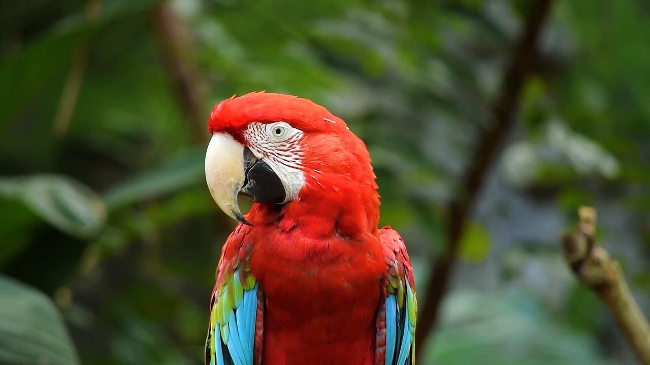 Parrot in tree