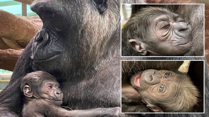 Smithsonian’s National Zoo Celebrates Birth of Critically Endangered Western Lowland Gorilla