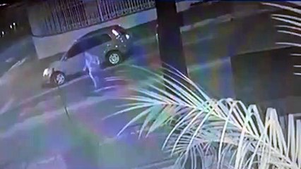 Câmeras de segurança registram mulher pegando cachorro Tomy no Tropical