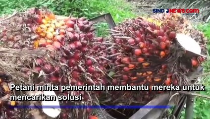 Harga Sawit Naik Turun Tak Menentu, Petani di Muarojambi Pusing