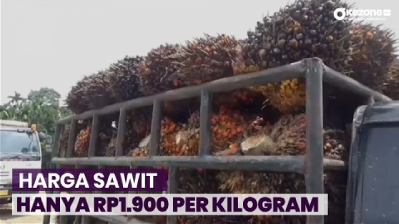 Harga Sawit Fluktuatif Tak Menentu, Petani di Muarojambi Pusing