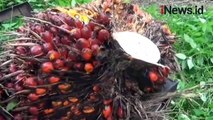 Petani di Muarojambi Pusing, Harga Sawit Anjlok sedang Pupuk Melambung