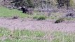 Grizzly Bear Charges at Car