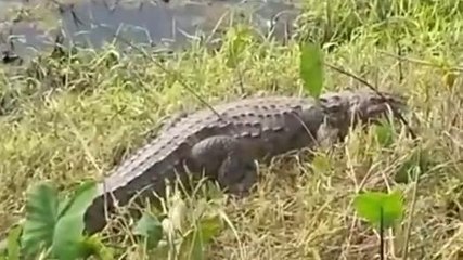 पश्चिमी चंपारण: मगरमच्छ ने खेत में पटवन कर रहे किसान पर किया हमला, जीएमसीएच रेफर