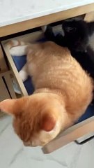 Kittens Sleep Together in Bathroom Drawer
