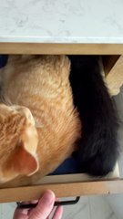 Kittens Sleep Together in Bathroom Drawer