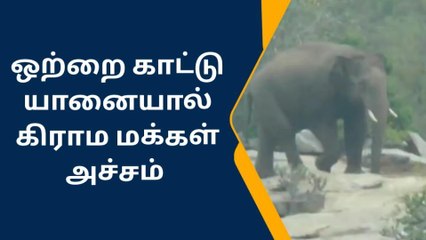 Download Video: வேப்பனப்பள்ளி: ஒற்றை காட்டு யானை அட்டகாசம்-விவசாயிகள் அச்சம்!