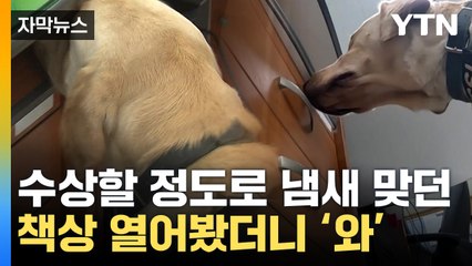[자막뉴스] 와 진짜 대단하네...'킁킁' 대던 개가 가리킨 곳에서 / YTN