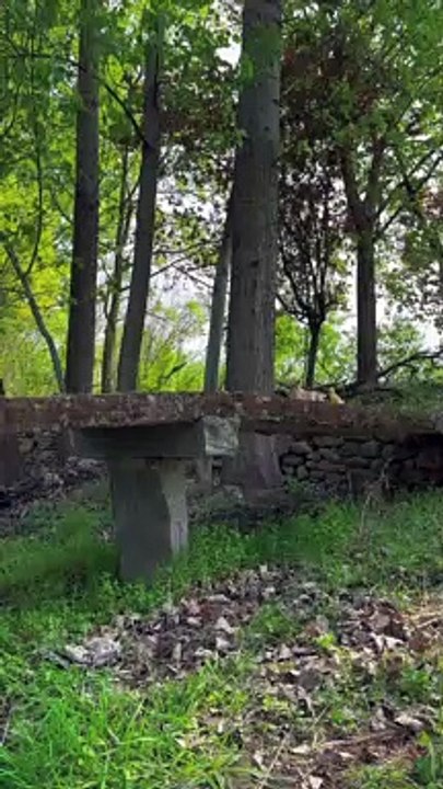 Little Dog Funny Moments | Little Dog With Little Duck In The Forest | Animals Funny Moments #pets