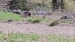 Grizzly Bear Charges at Car