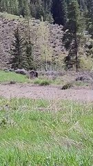 Grizzly Bear Charges at Car