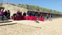 Seal gets released back into the wild