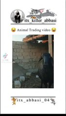 Hum me he nh Bani bass