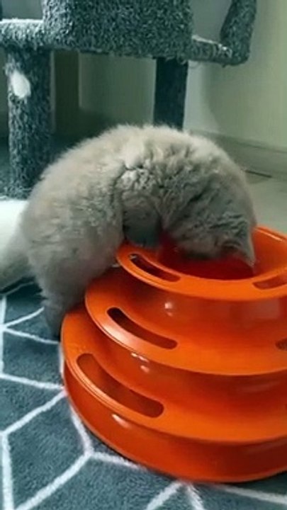 ada2 aja kelakuan si mpuzz#kucing