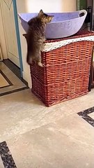 ada2 aja kelakuan si mpuzz#kucing #kucinglucu