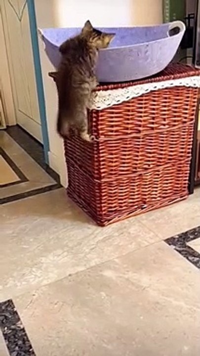 ada2 aja kelakuan si mpuzz#kucing #kucinglucu