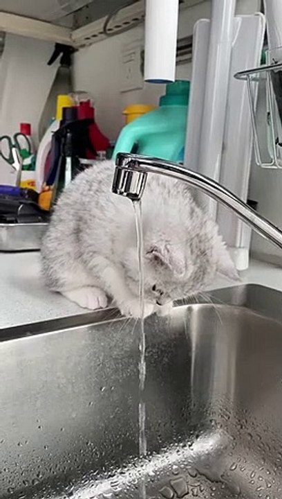 kelakuan si mpuz bikin ngkak#kucing #kucinglucu