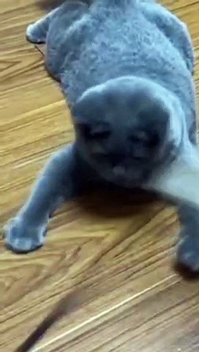 si gemoy#kucing #kucinglucu