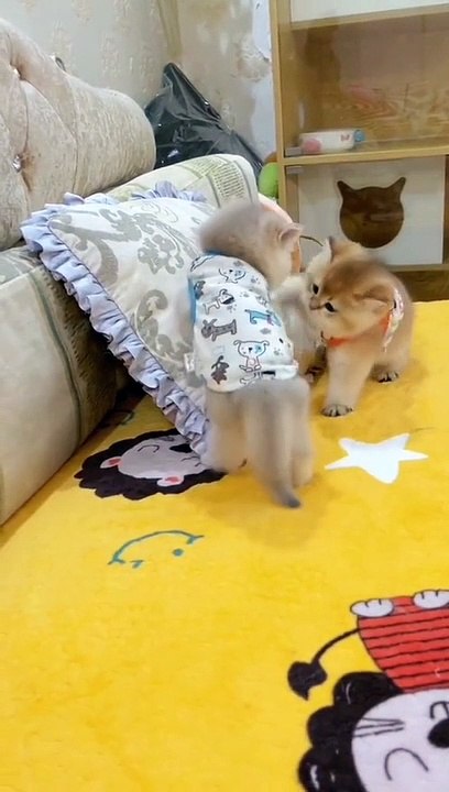 si mpuss lagi bermain#kucing #kucinglucu