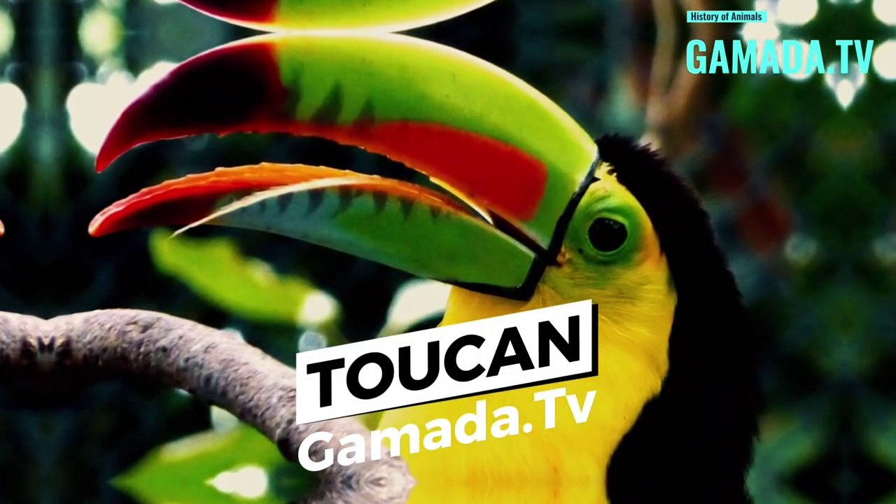 The fascinating story of the iconic Toucan