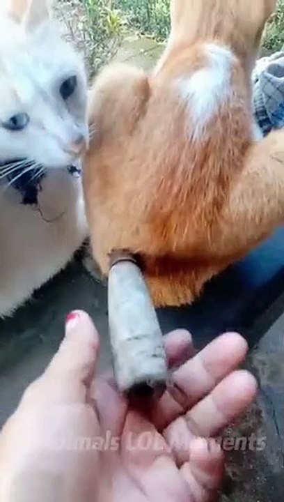 Daily Life Of Cats Is A Comedy - Funny Cats Viral Videos - Animals LOL Moments #funnycats #shorts