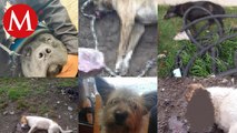Son envenenados perros en el municipio de Almoloya de Juárez