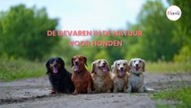 De gevaren in de natuur voor honden