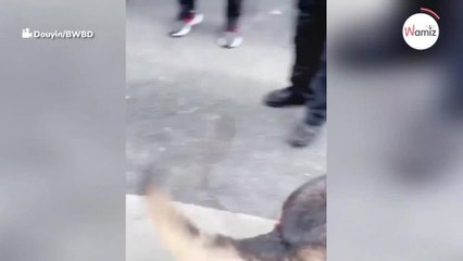 Politiehond ziet hondenbegeleider na 2 jaar weer: kippenvel!