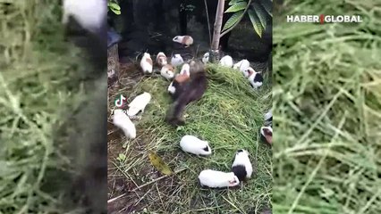 Farelerle yaşayan kedi şaşırttı: Hepsini teker teker seviyor