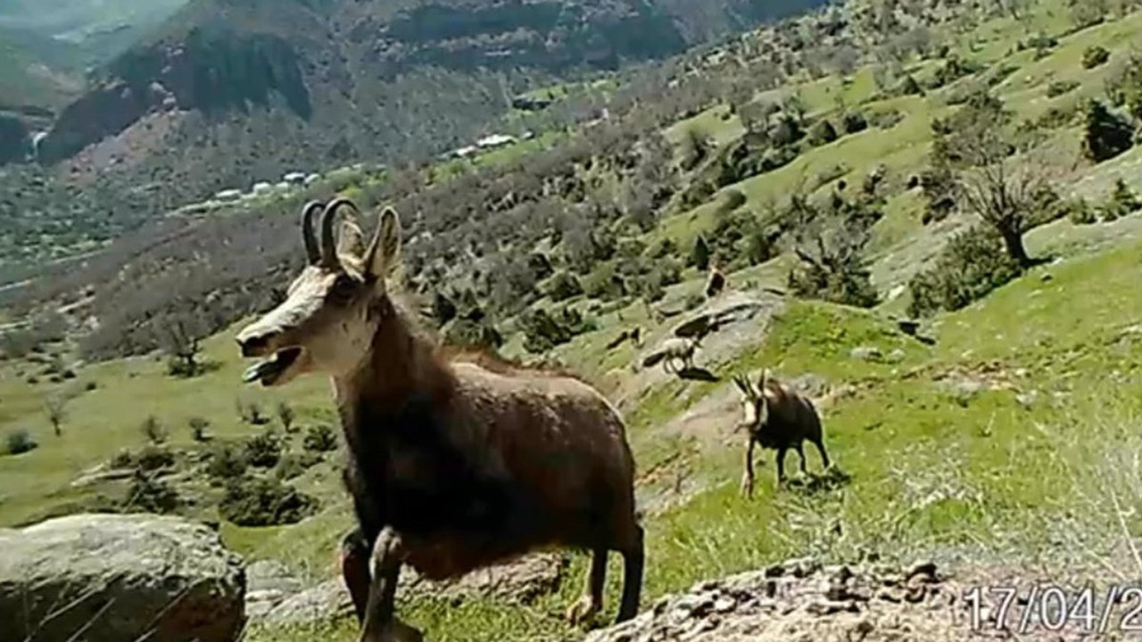 Nadir görülen dağ keçisi şamuaların sayısı iki katına çıktı