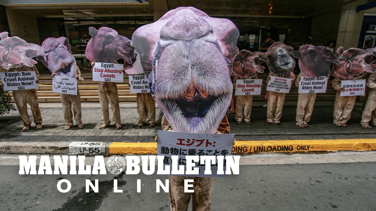 PETA supporters urge Egyptian government to prohibit animal cruelty