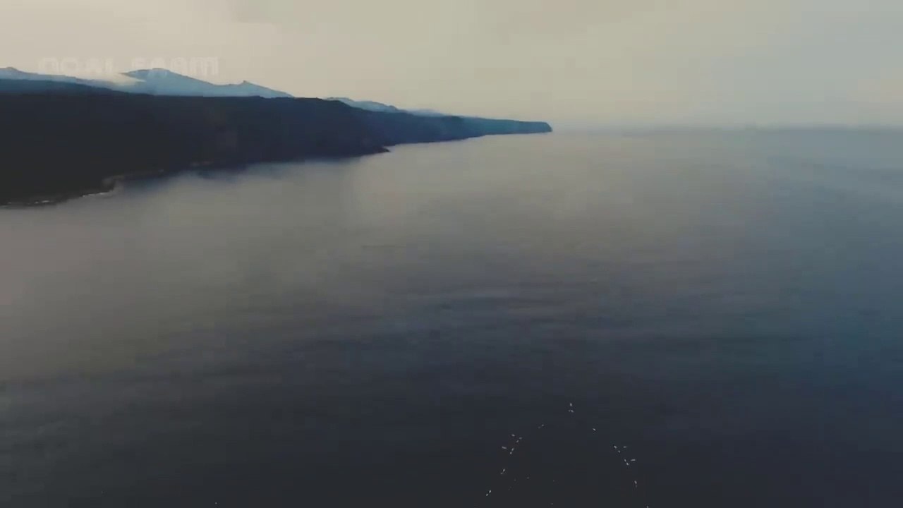 How Japanese Fishermen Harvesting Millions of Yellowtail Fish - Yellowtail Fishing and Processing