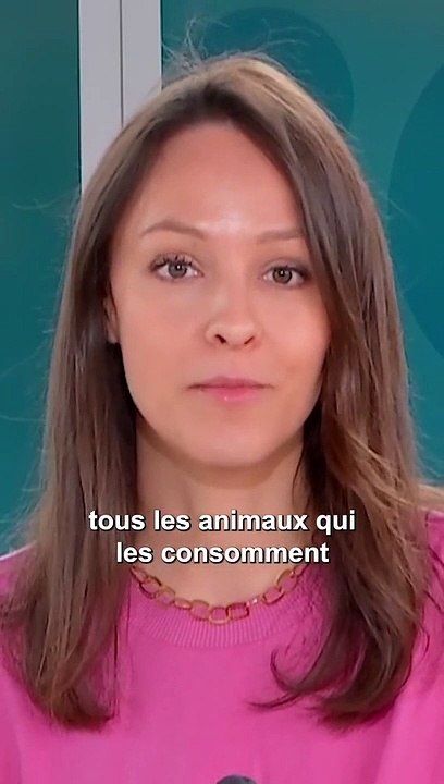 Les insectes vont-ils disparaître ?