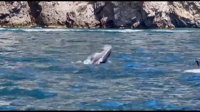 A Capri le piroette dei delfini vicino alla Grotta Verde