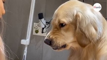 Vrouw probeert Golden te trimmen: de reactie van de hond is al 7 miljoen keer bekeken (video)