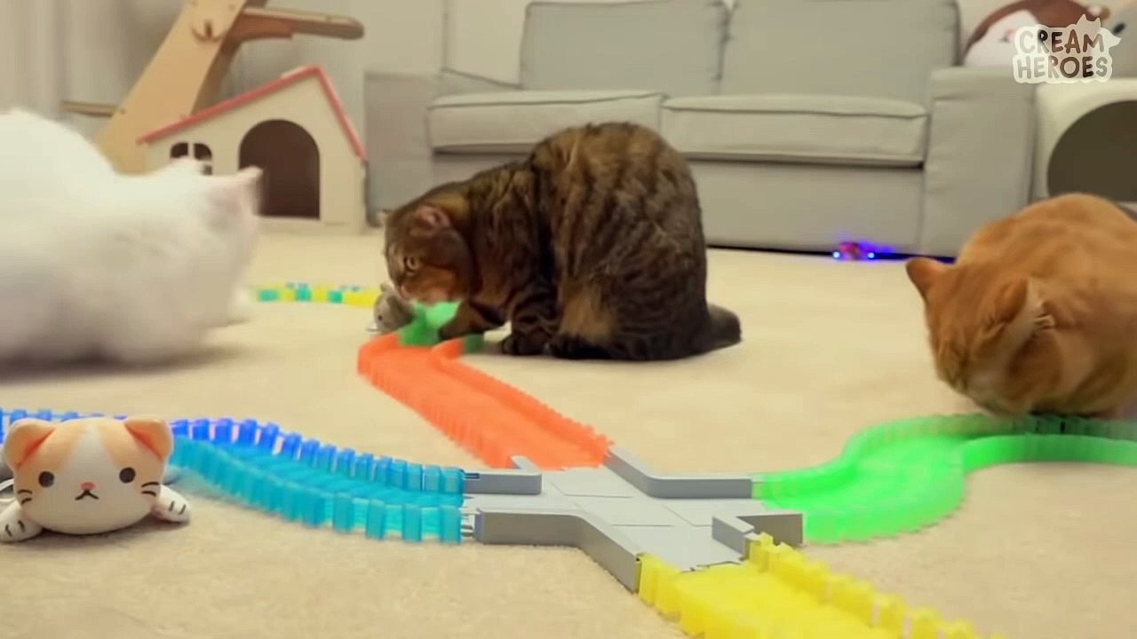  Which cat is the fastest?