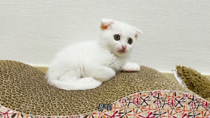 ‍❄️ 1 second before killing a cockroach (ENG SUB)