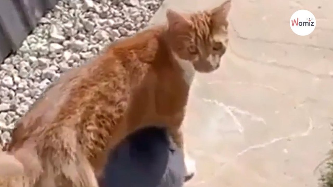 Kat krijgt koekje van eigen deeg van een wel heel aanhankelijke konijn (video)