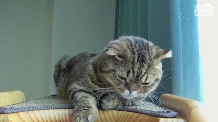  Watching jelly beans together under the cat tree tower
